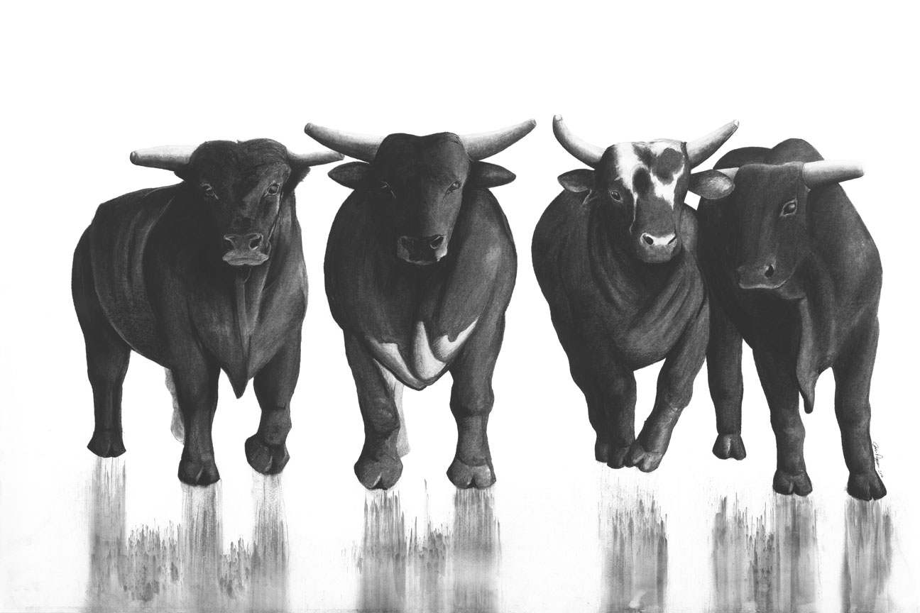 Bulls (Charcoal by Commission)