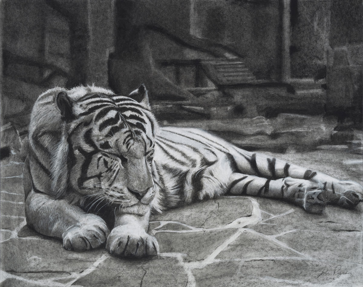 Tiger (Charcoal)