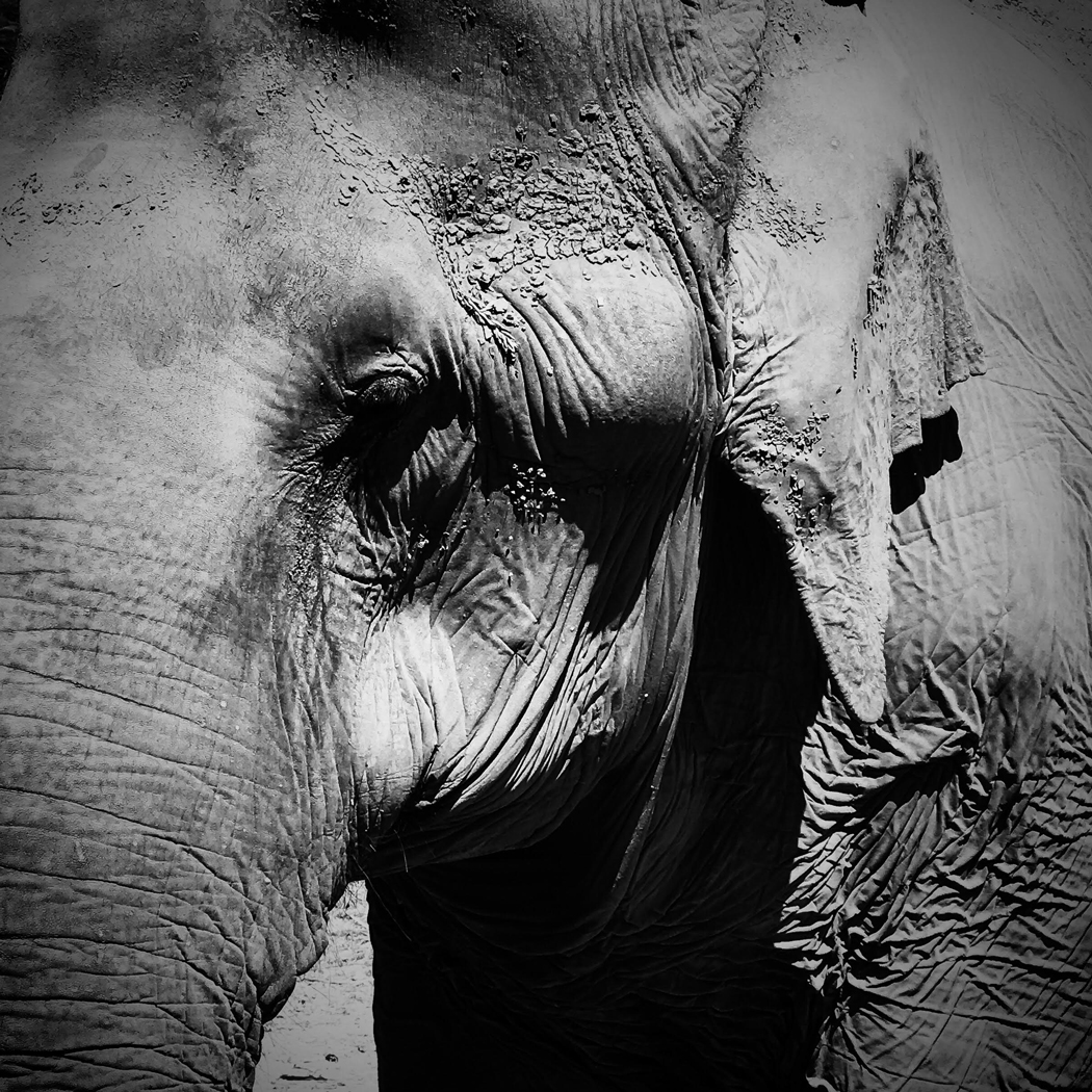 Elephant Nature Park Reserve, Chiang Mai, Thailand