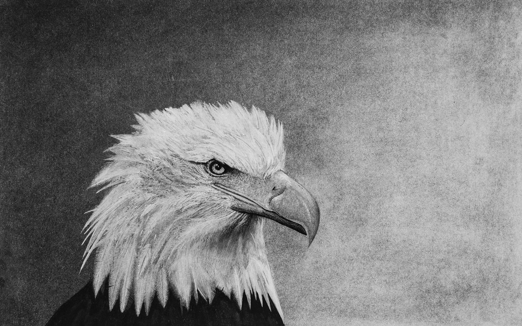 Eagle (Charcoal)